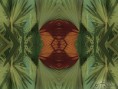 /album/photogallery/C-splendor-web-copy-jpg/